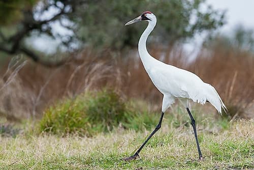 USA-South Texas Aranas National Wildlife Refuge-whooping crane strolling Art Print